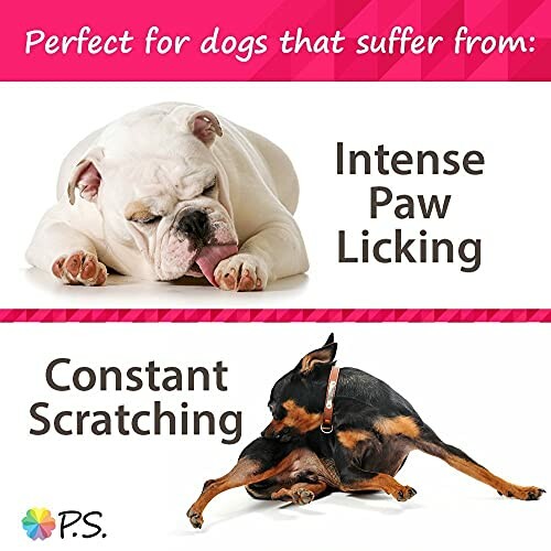 Ad for dog allergy relief showing a bulldog licking paws and a dog scratching.