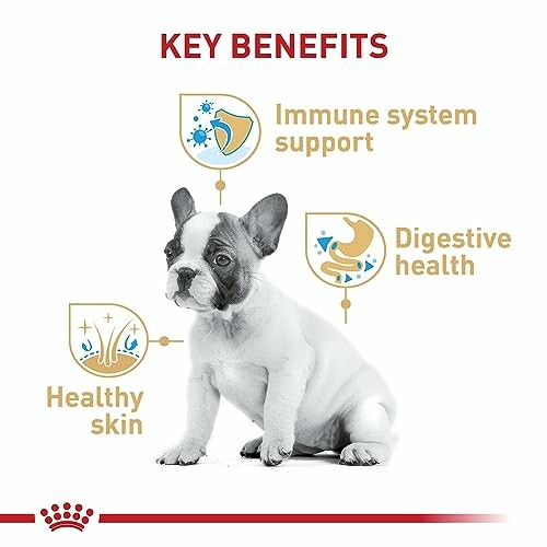 Puppy with icons for immune support, digestive health, and healthy skin.