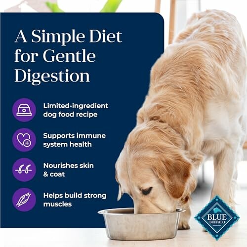 Dog eating from a bowl with benefits of a simple diet for digestion.